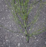 Equisetum arvense