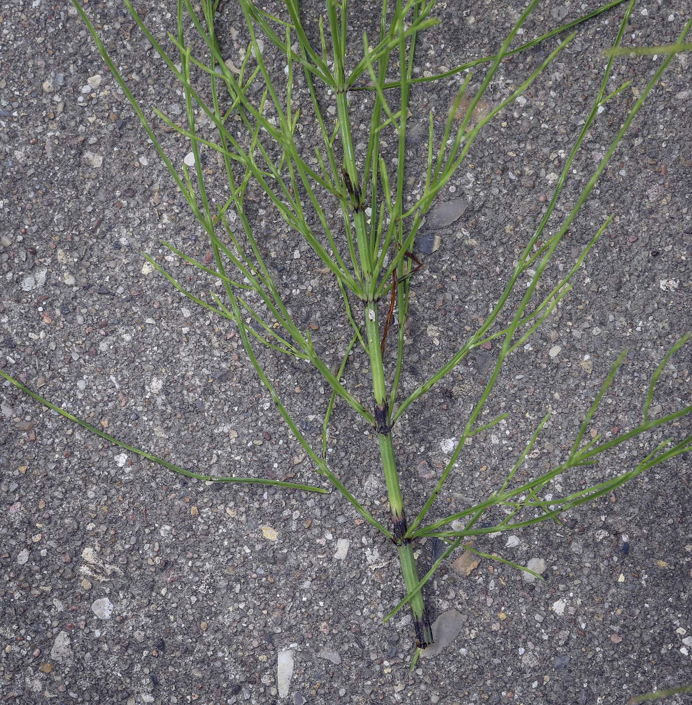 Image of Equisetum arvense specimen.