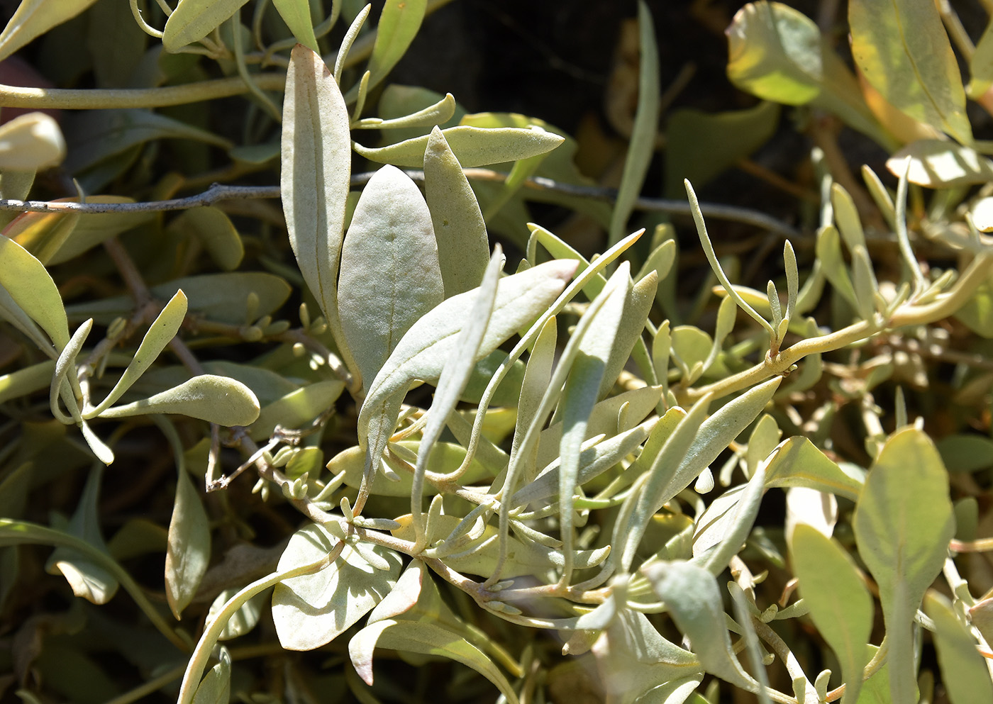 Image of Halimione verrucifera specimen.