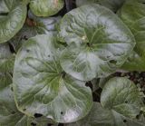 Asarum intermedium. Листья. Москва, Аптекарский огород, теневой сад, в культуре. 03.09.2021.