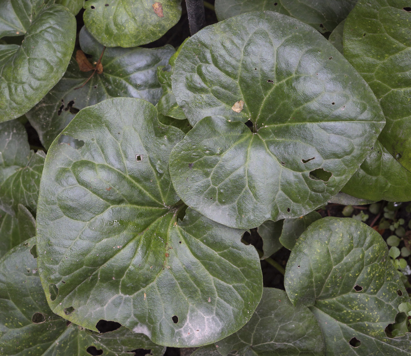 Image of Asarum intermedium specimen.