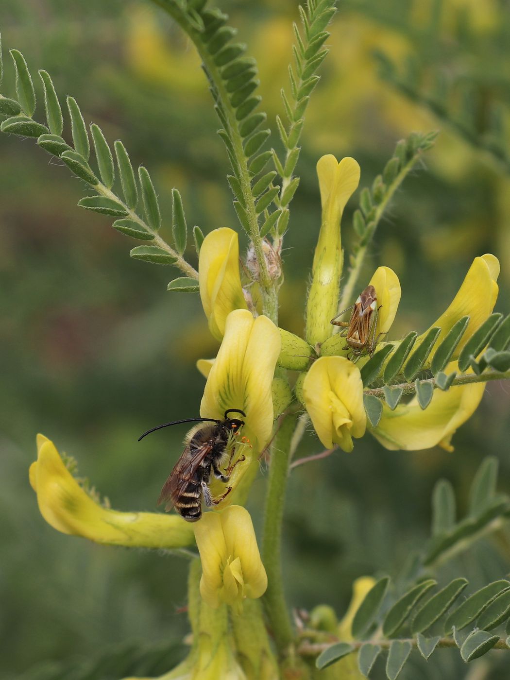 Изображение особи Astragalus turkestanus.