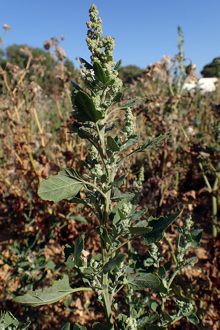 Image of Chenopodium opulifolium specimen.