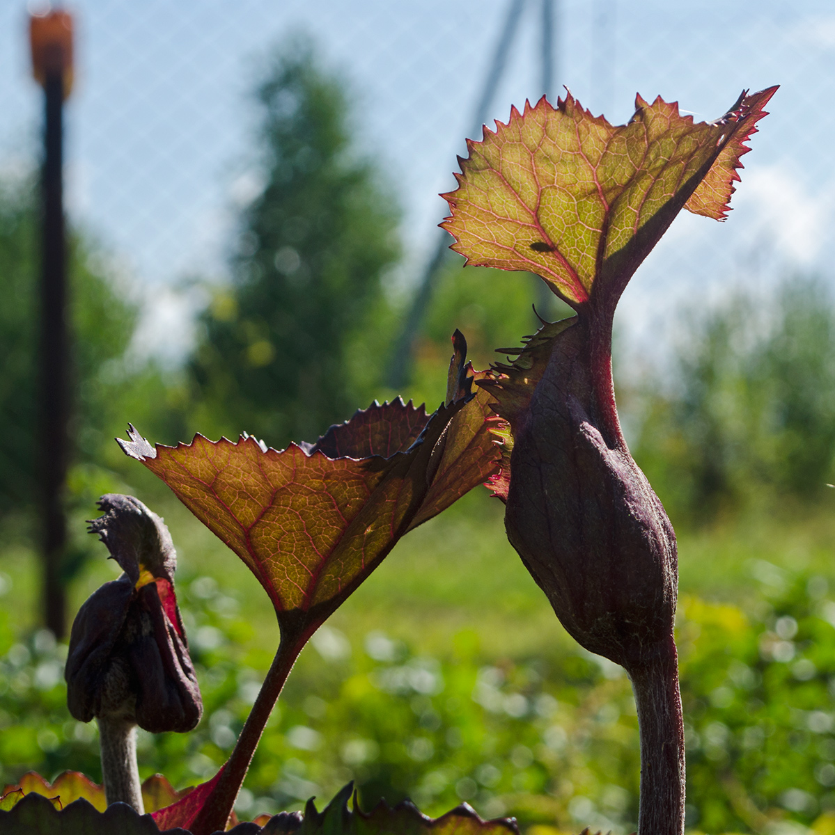 Image of Ligularia dentata specimen.