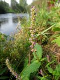 Elsholtzia densa