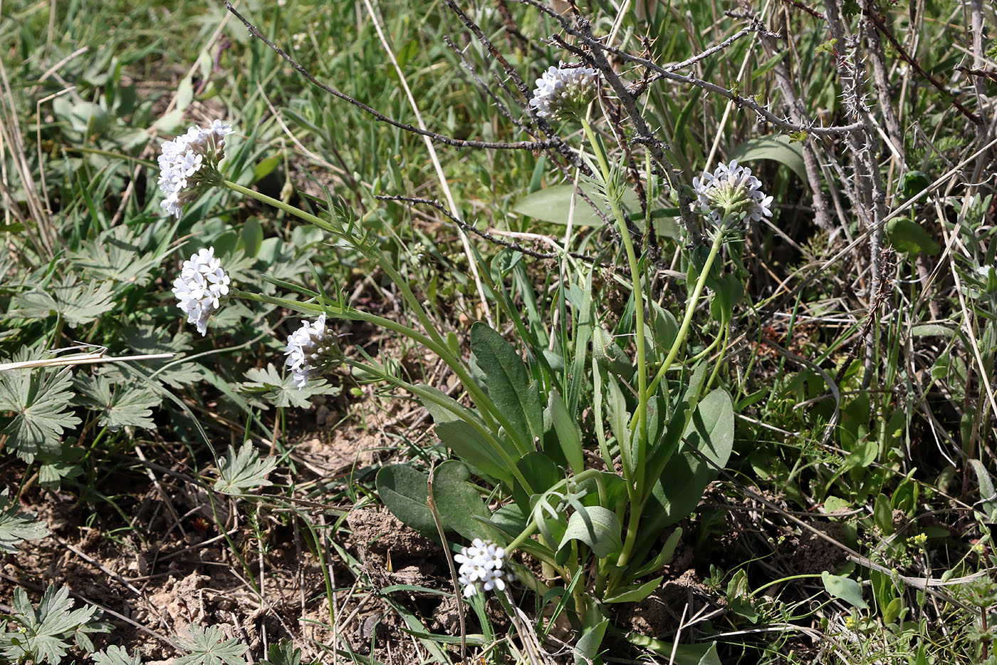 Изображение особи Valeriana chionophila.