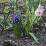 Hyacinthus orientalis