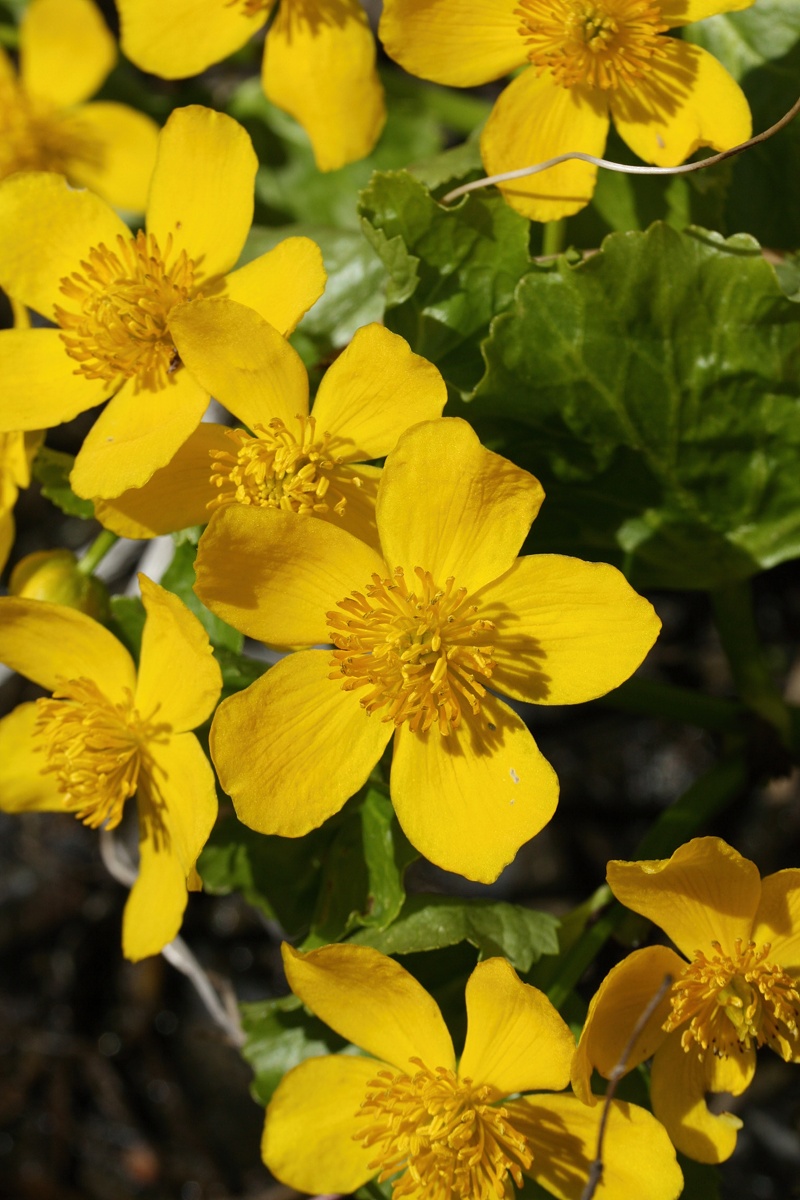 Image of Caltha palustris specimen.