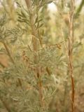 Artemisia semiarida. Часть веточки. Казахстан, Актюбинская обл., зимовка Таскора (по топооснове 200k - L40-05). 1 июля 2010 г.