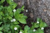 Stellaria bungeana. Верхушки цветущих растений. Томская обл., г. Томск, Академгородок, у подножья лиственницы. 21.05.2022.