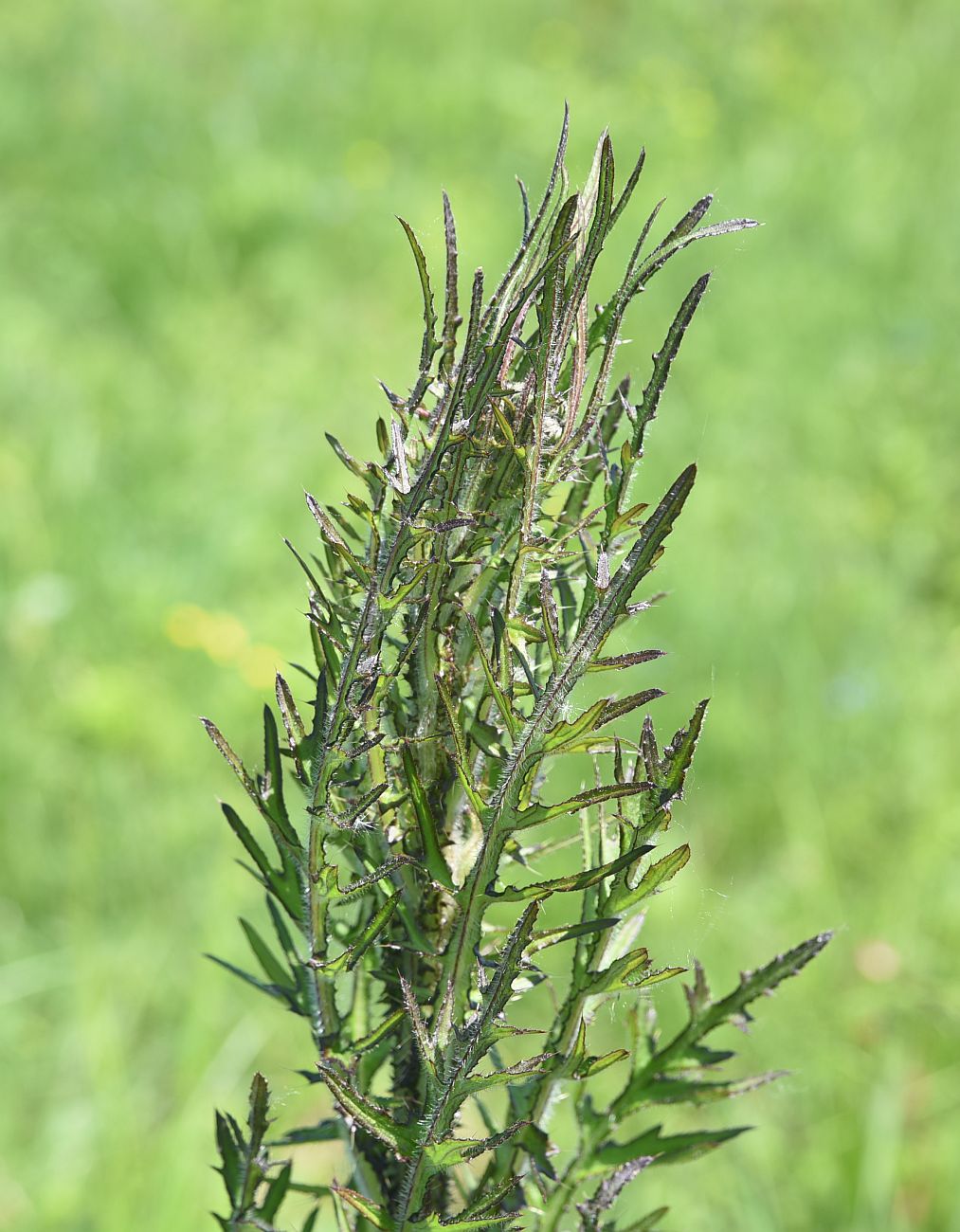 Изображение особи Cirsium palustre.