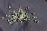 Oxytropis microsphaera