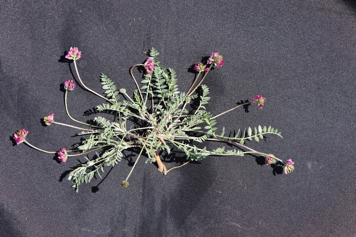 Image of Oxytropis microsphaera specimen.