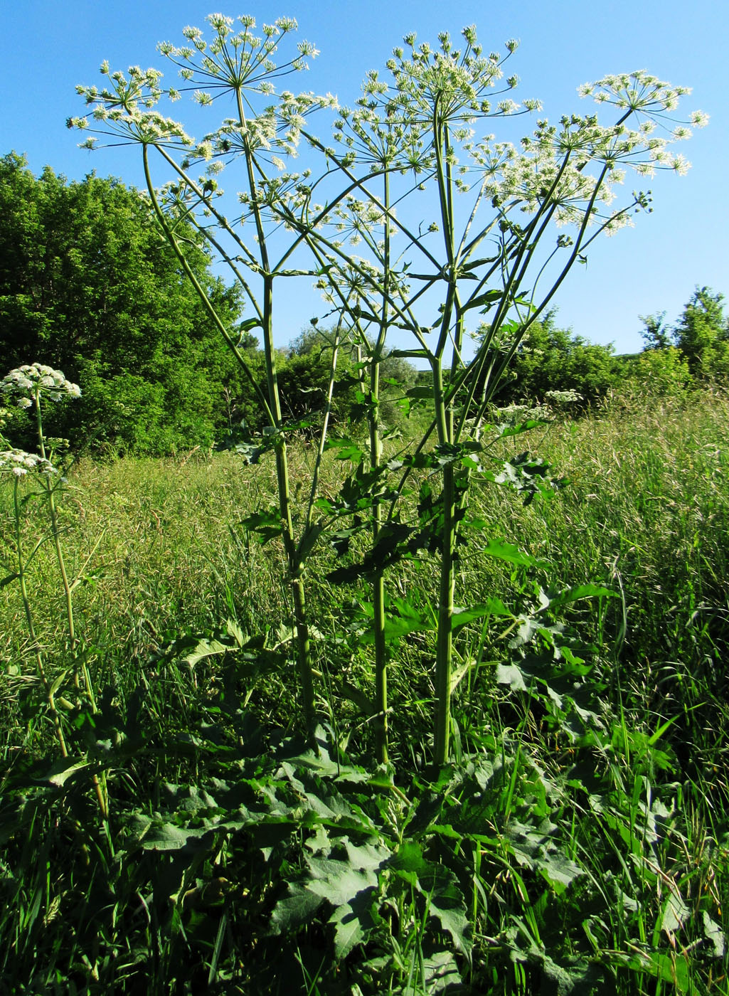 Изображение особи род Heracleum.