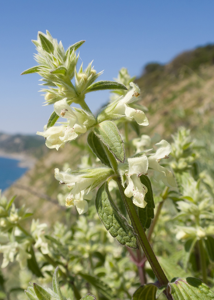 Image of Stachys pubescens specimen.