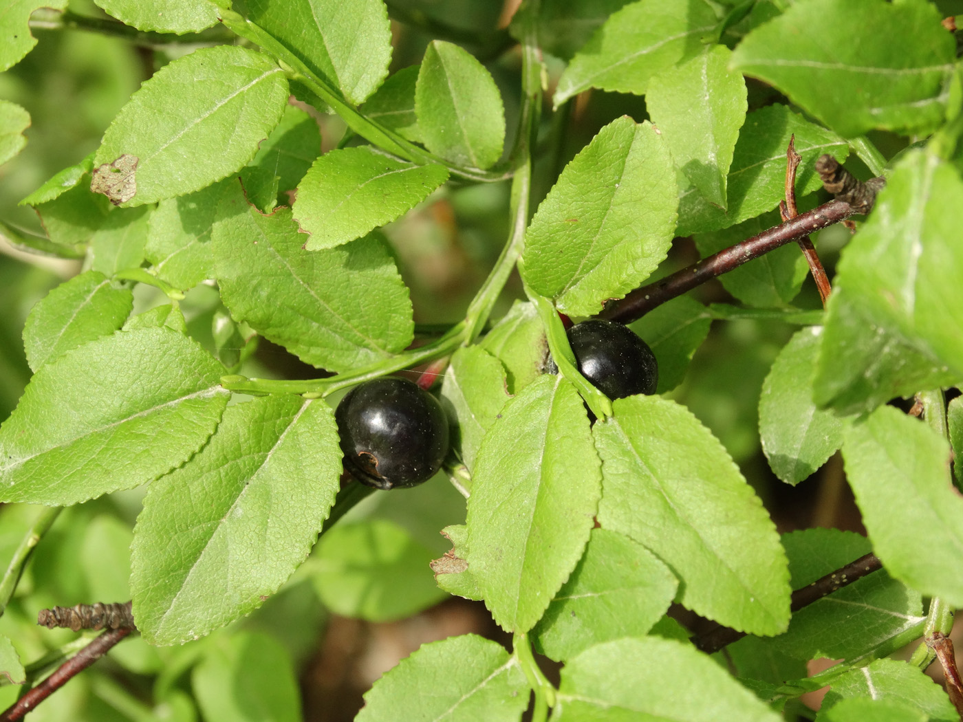 Изображение особи Vaccinium myrtillus.