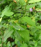 Solanum dulcamara