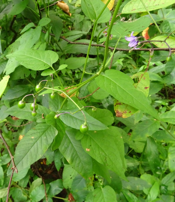 Изображение особи Solanum dulcamara.