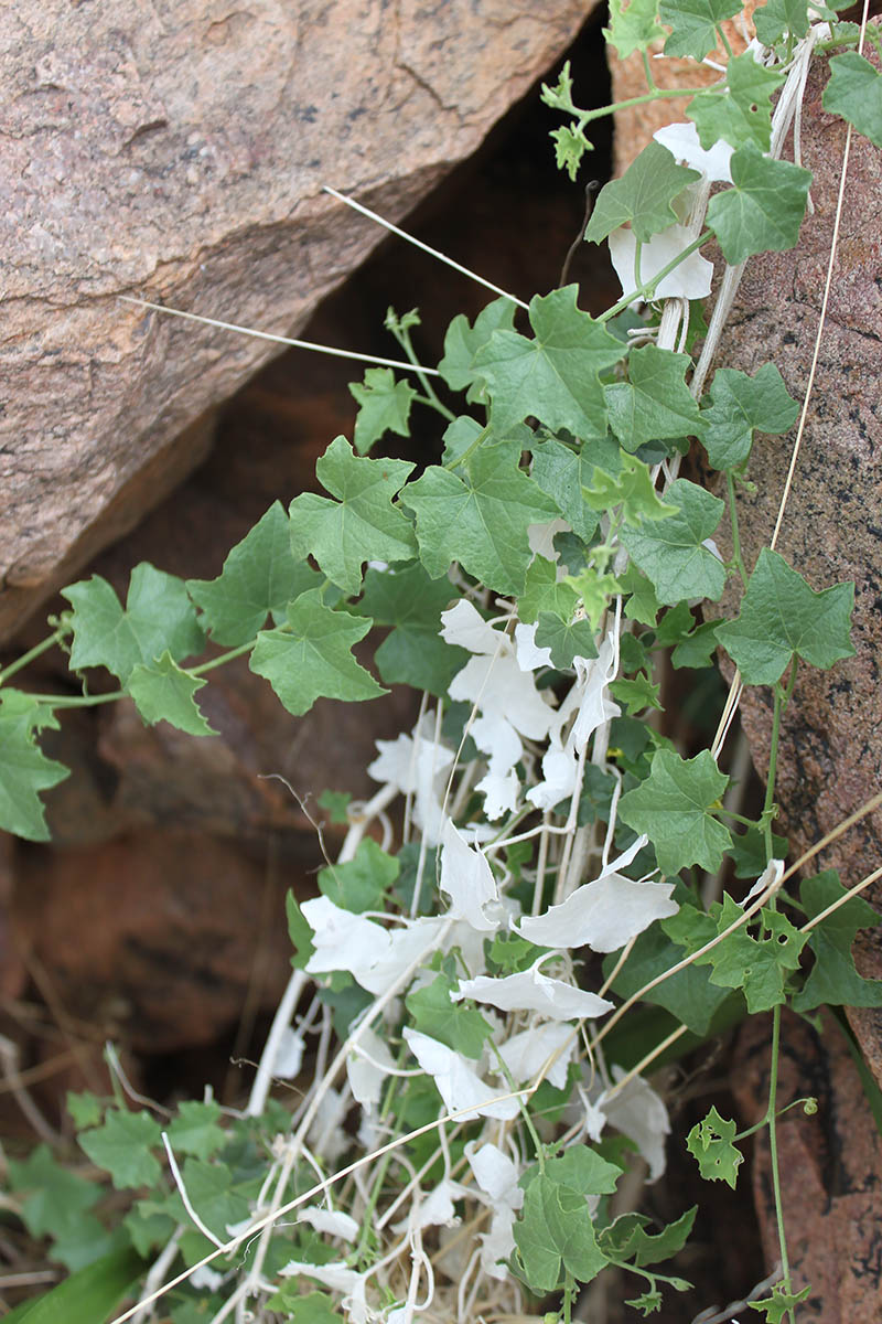 Image of familia Cucurbitaceae specimen.
