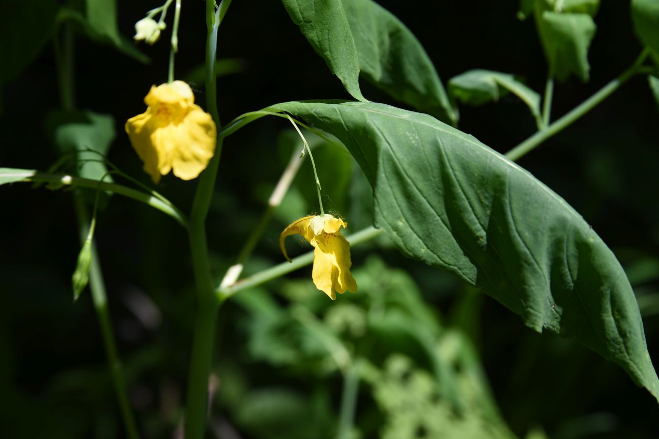 Image of Impatiens noli-tangere specimen.