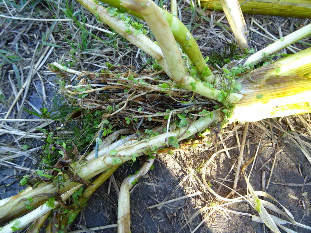 Image of Sagittaria sagittifolia specimen.