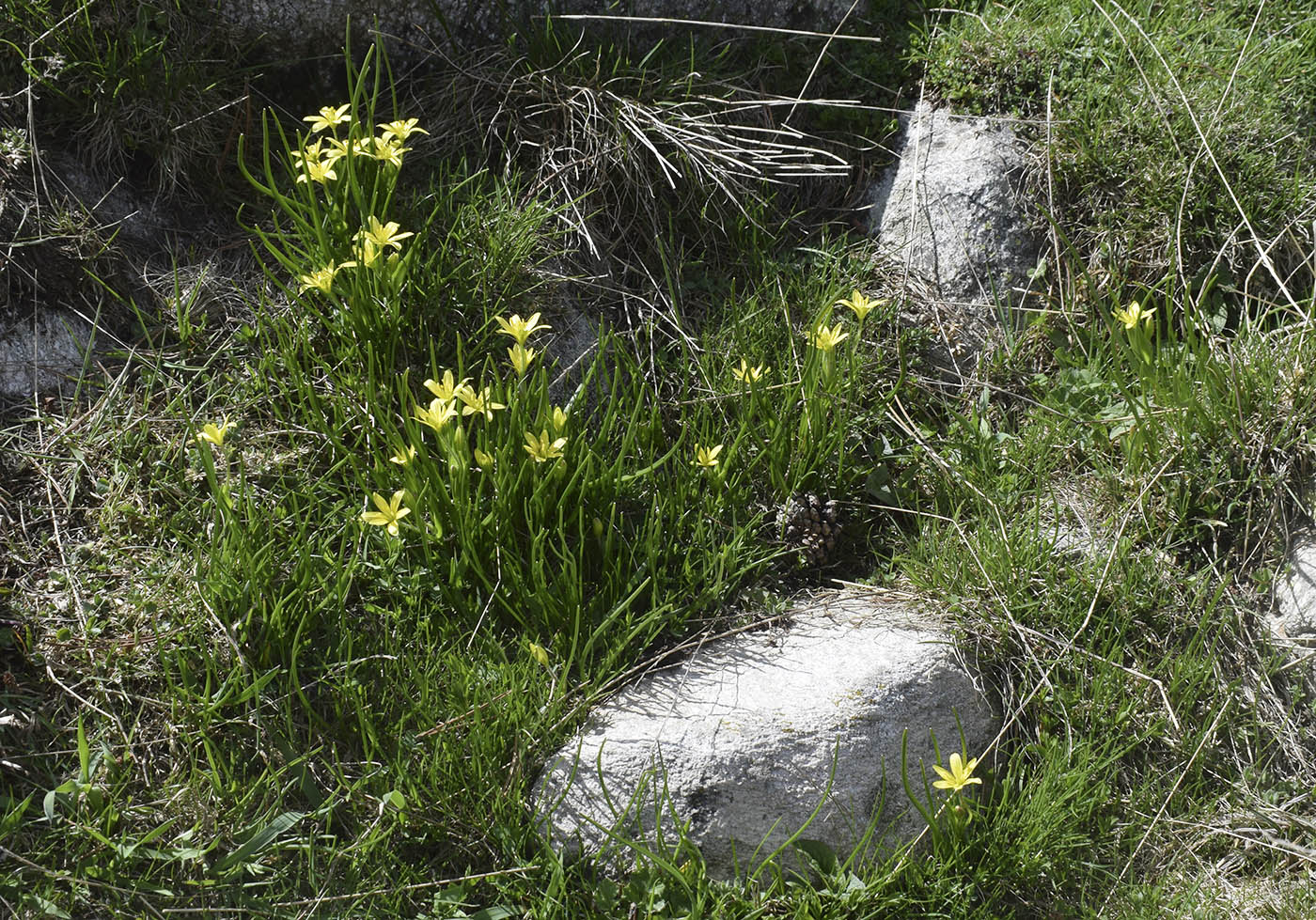 Image of Gagea liotardii specimen.