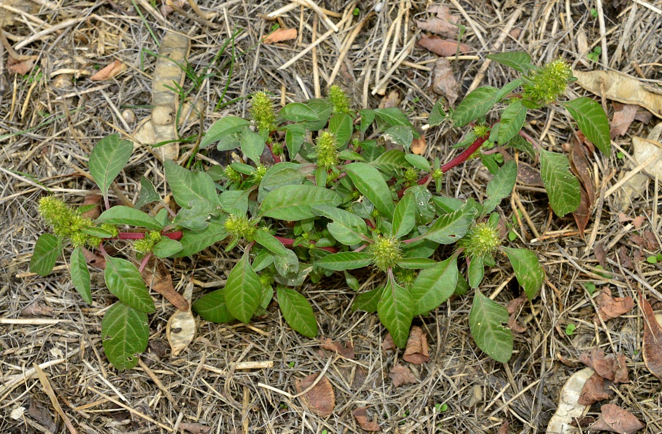 Изображение особи Amaranthus powellii.