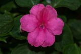 Impatiens walleriana