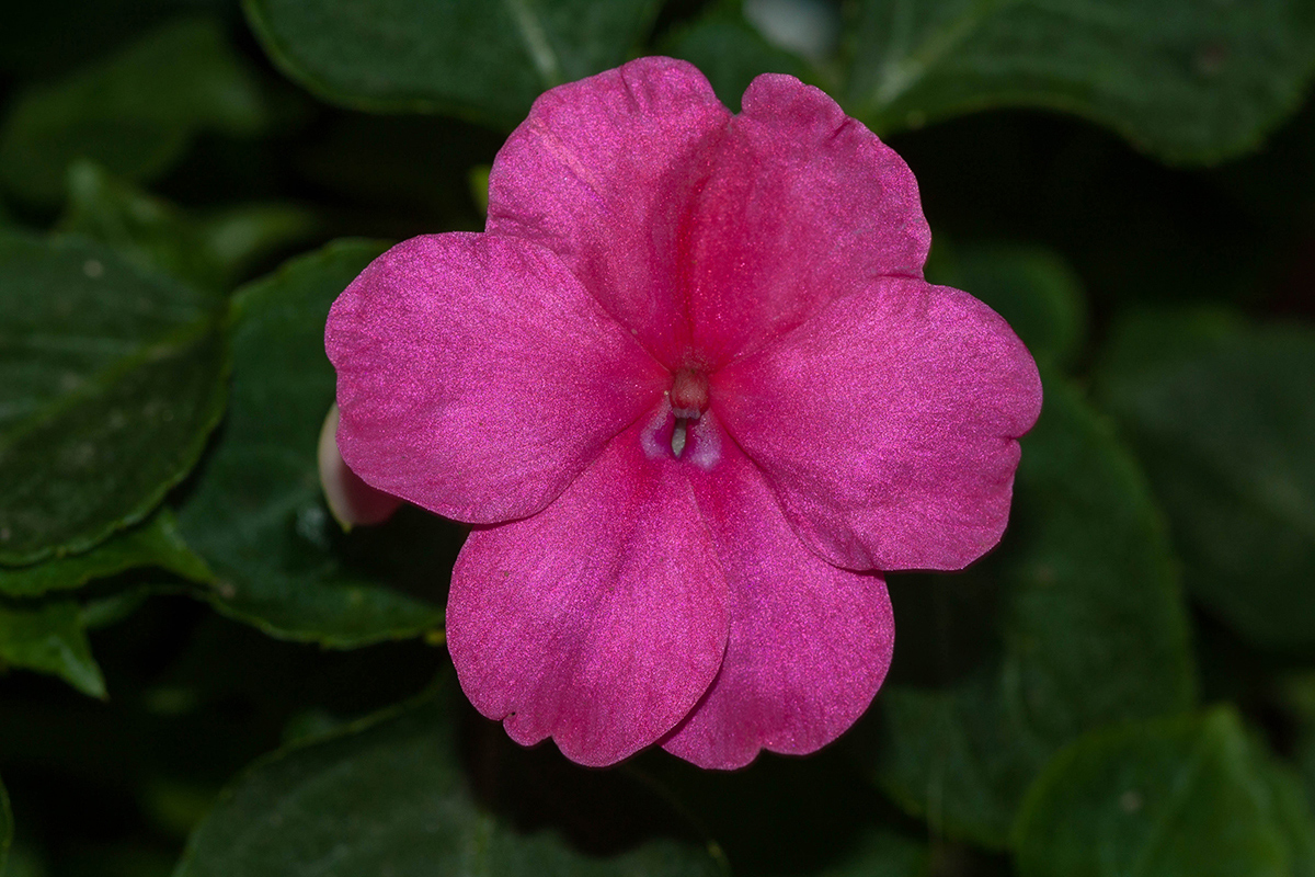 Image of Impatiens walleriana specimen.