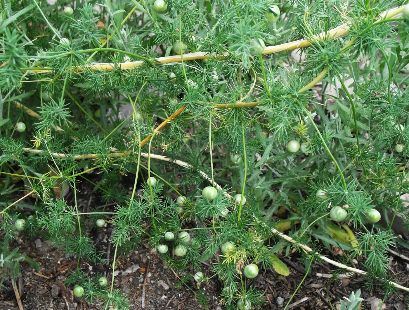 Изображение особи Asparagus neglectus.