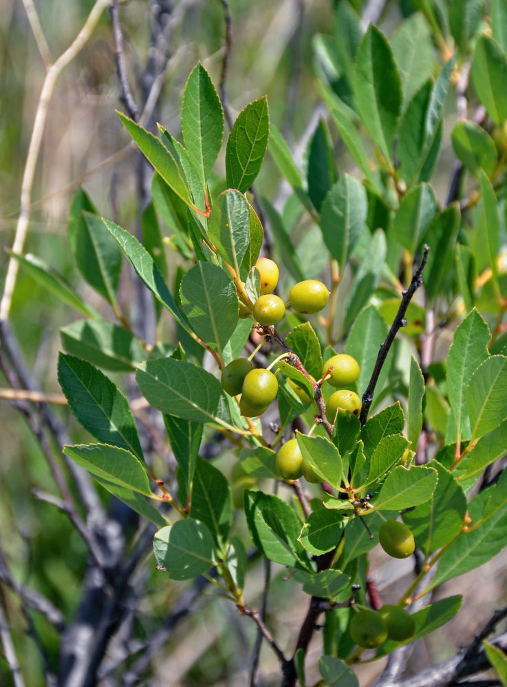 Image of Cerasus fruticosa specimen.