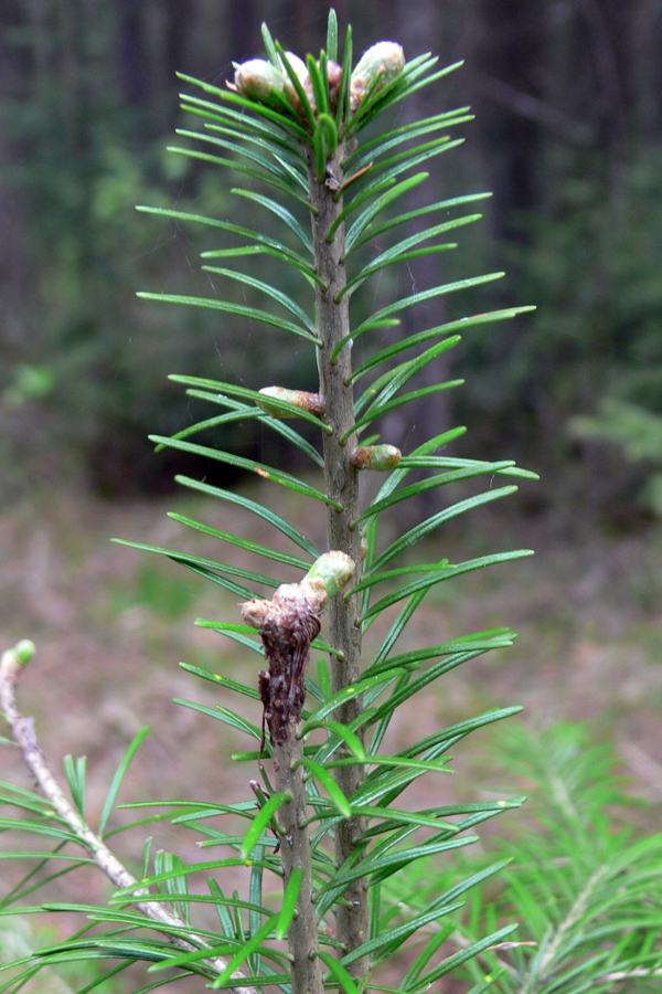 Image of Abies sibirica specimen.