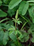 Sanguisorba stipulata