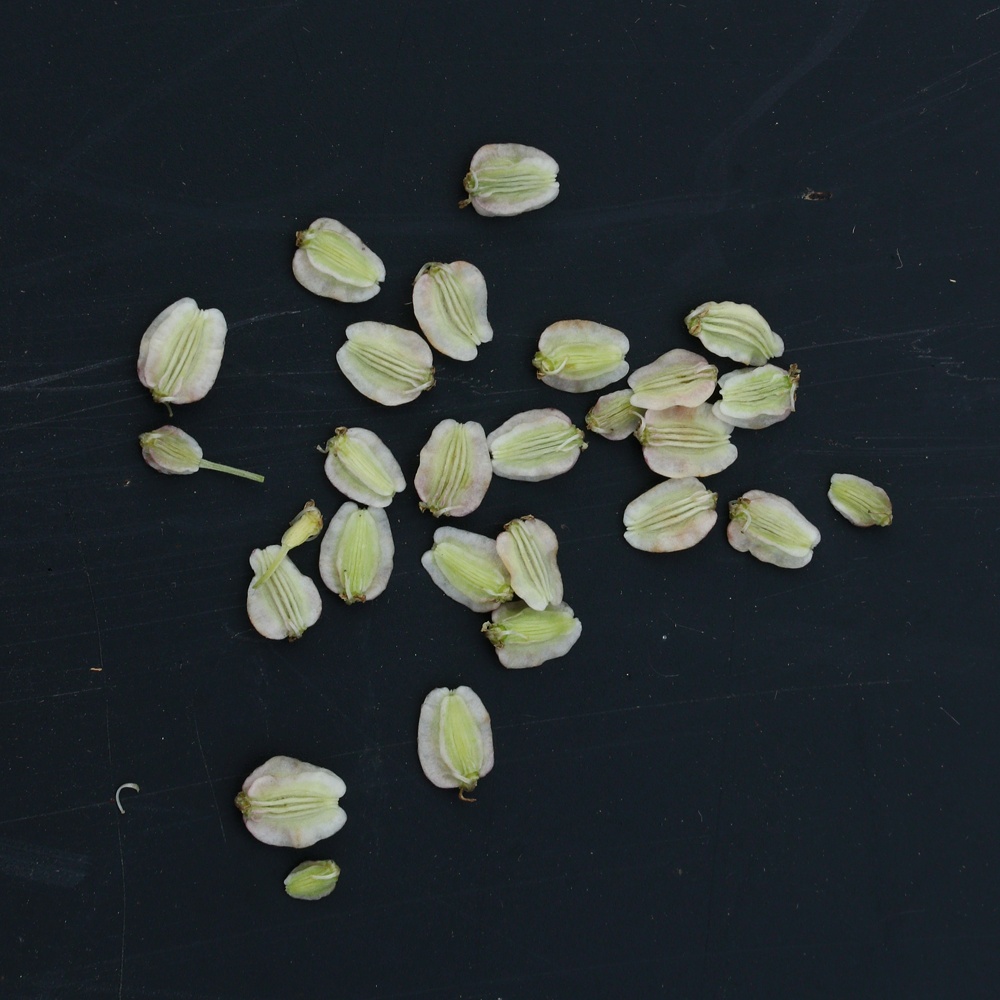 Image of Angelica sylvestris specimen.