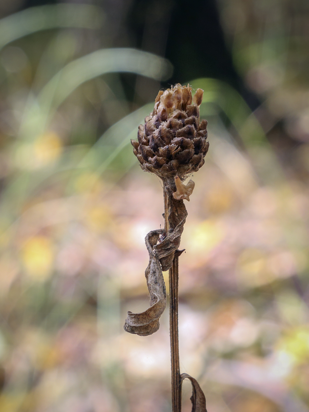 Image of Centaurea jacea specimen.