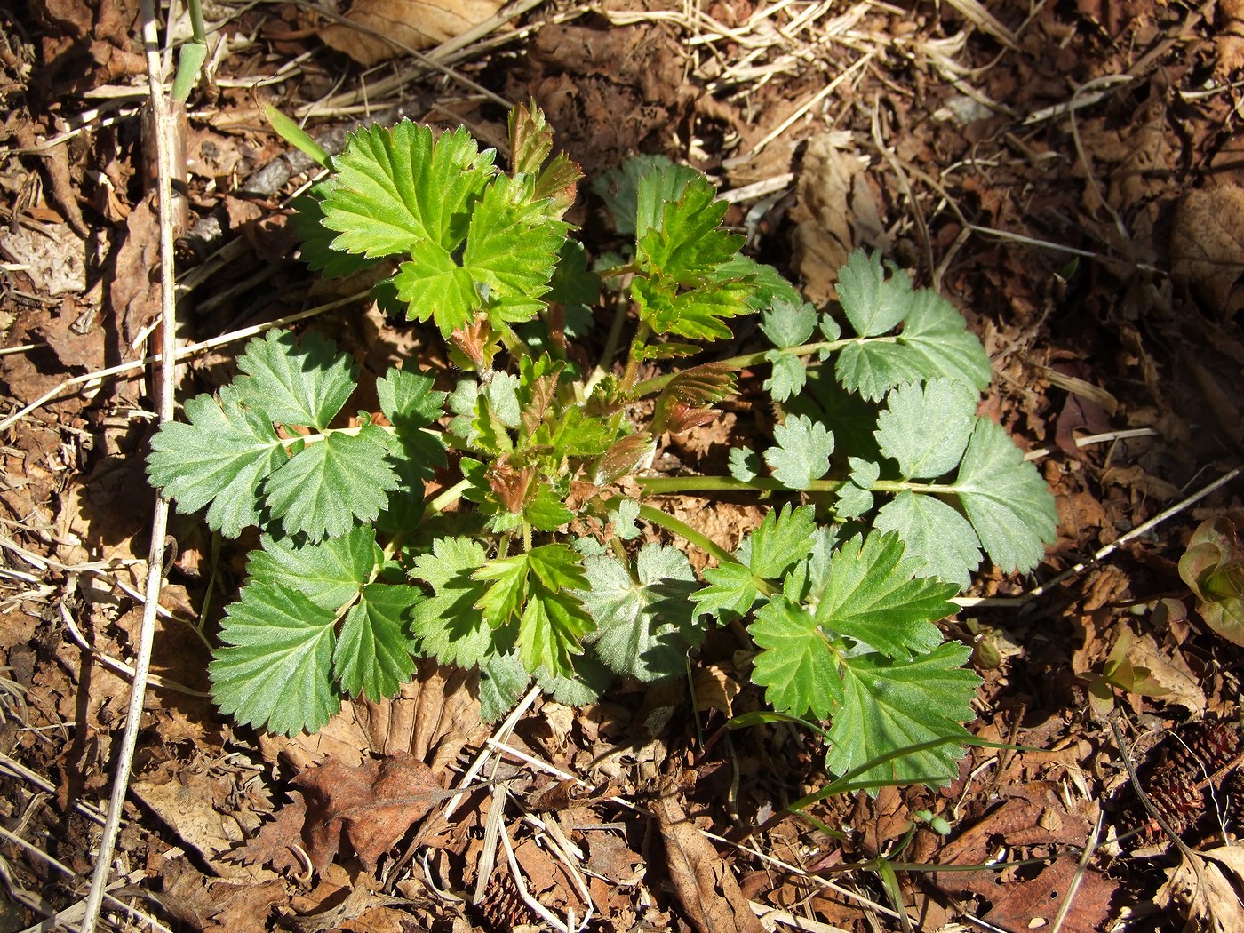 Изображение особи Geum aleppicum.