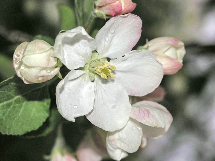 Image of Malus domestica specimen.