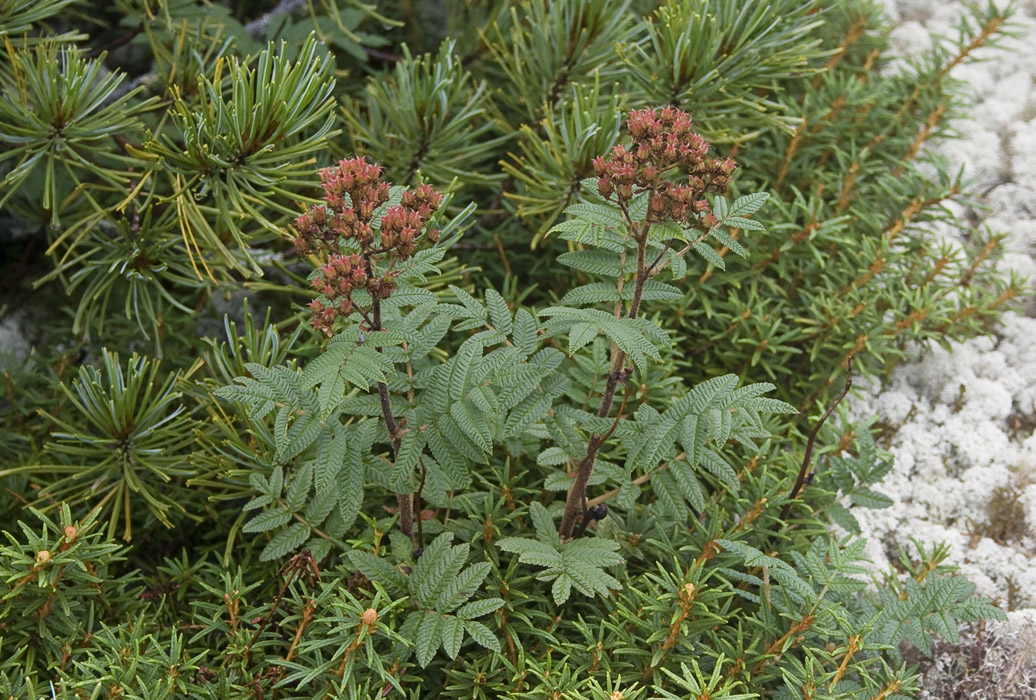 Изображение особи Sorbaria rhoifolia.