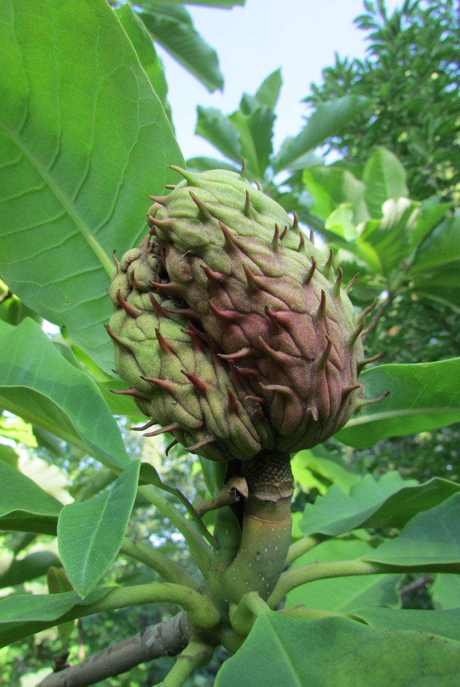 Image of genus Magnolia specimen.
