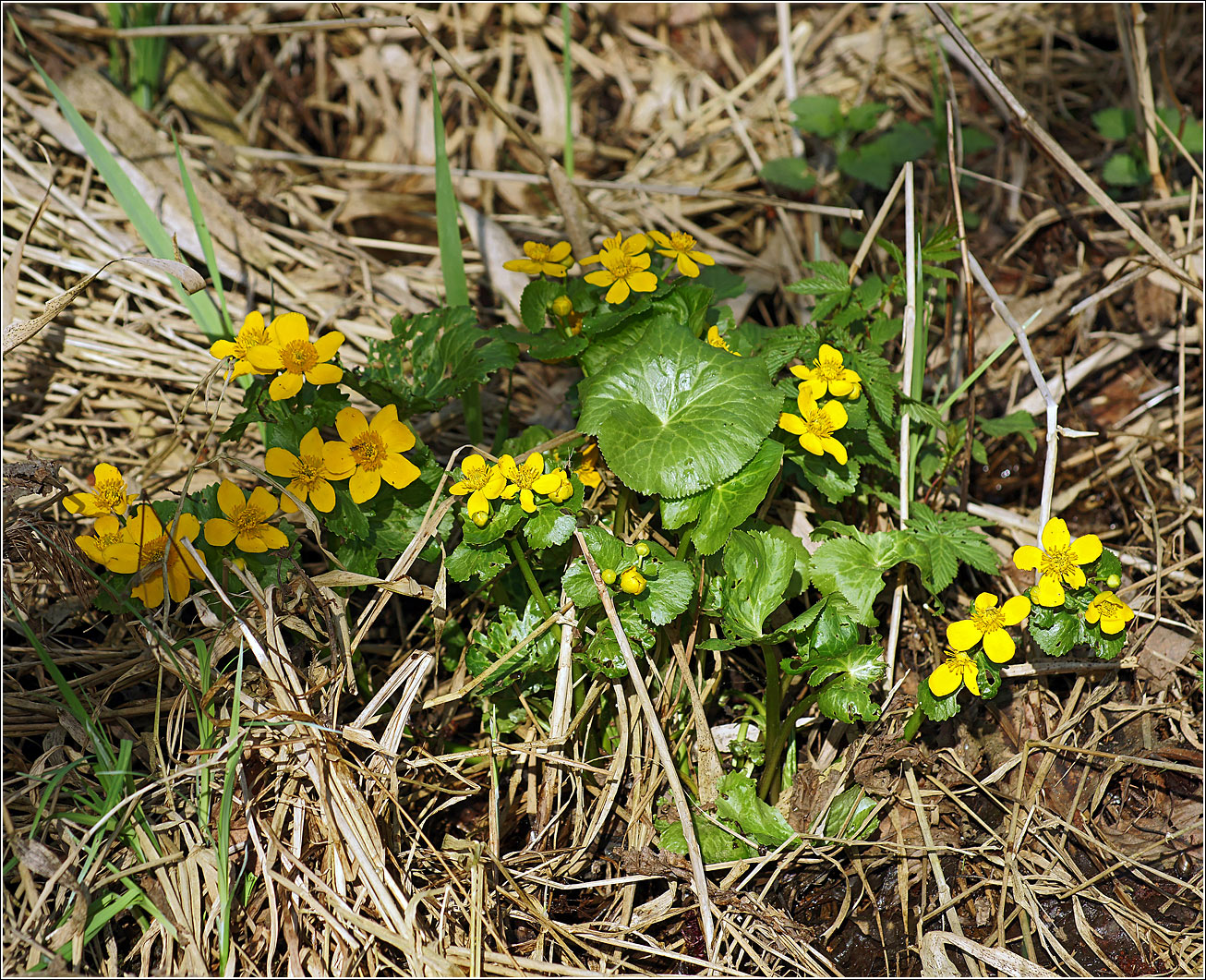 Image of Caltha palustris specimen.