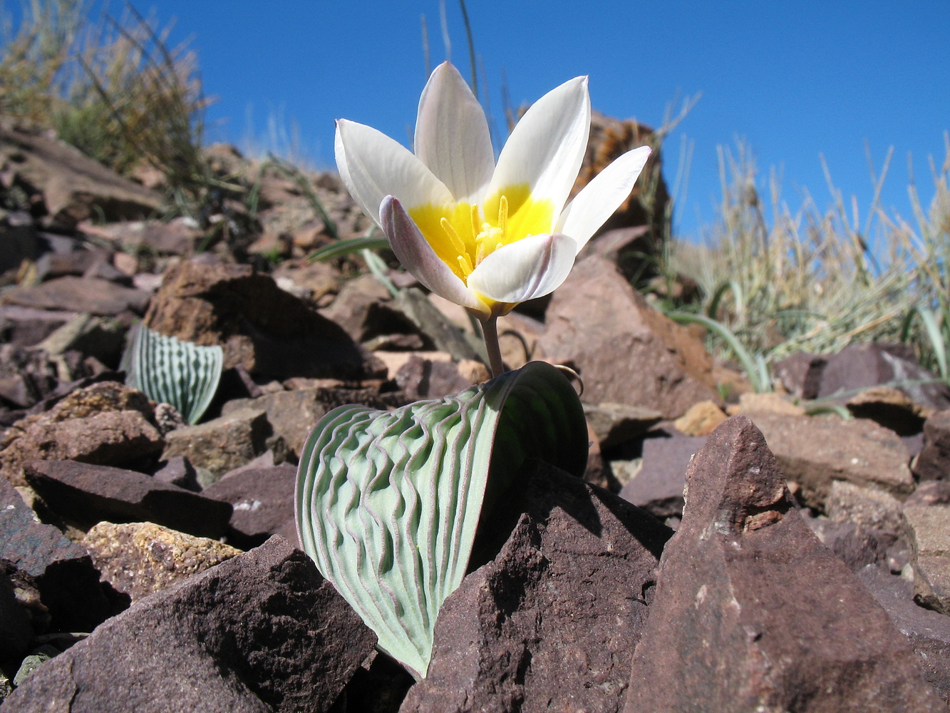 Image of Tulipa regelii specimen.