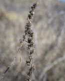 Artemisia vulgaris. Верхушка высохшего плодоносящего побега прошлого года. Пермский край, Кунгурский р-н, окр. дер. Дейково, окр. ур. Греховская гора, разнотравный луг. 15.04.2023.