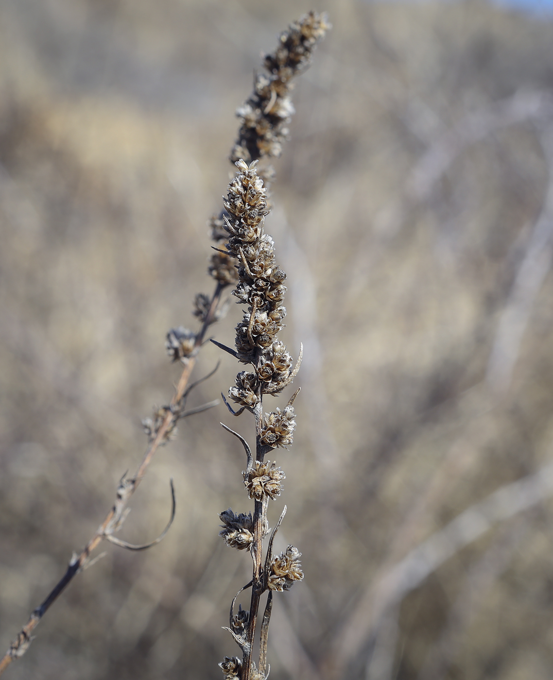 Изображение особи Artemisia vulgaris.