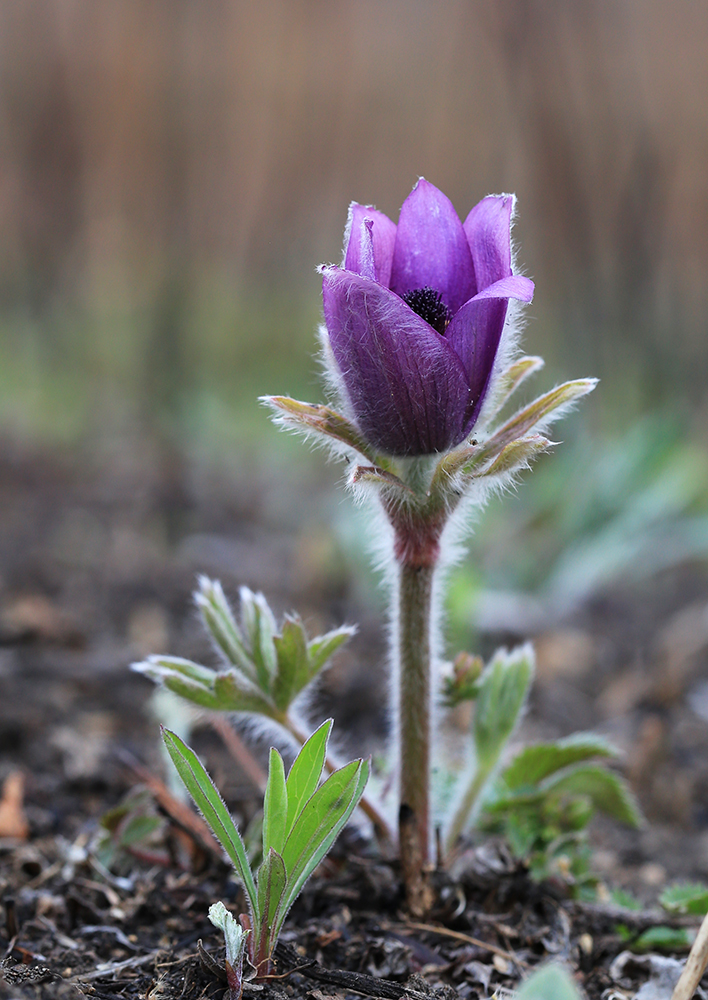 Изображение особи Pulsatilla chinensis.