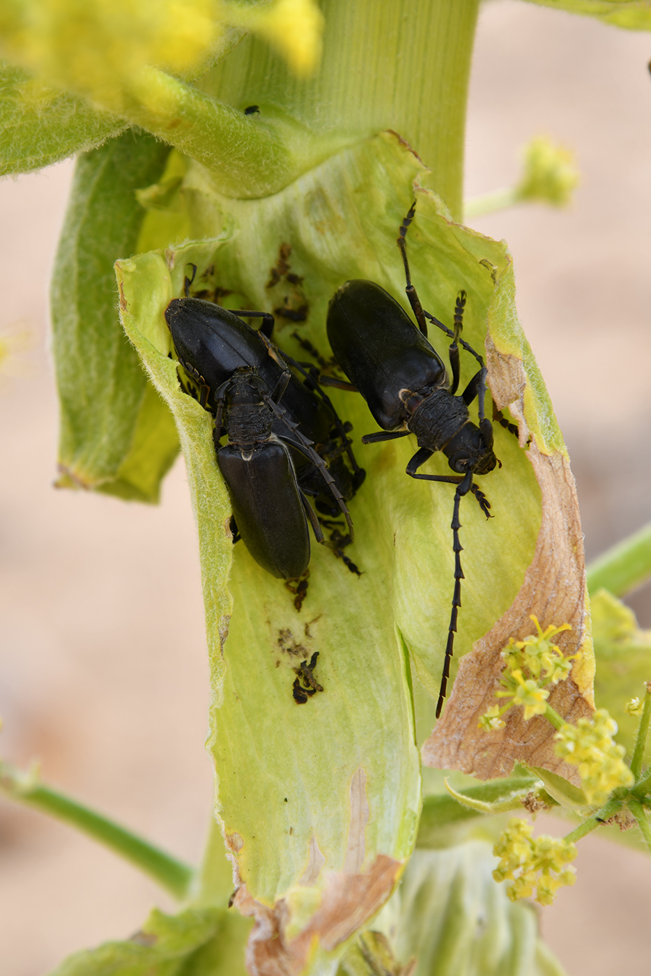 Image of Ferula foetida specimen.