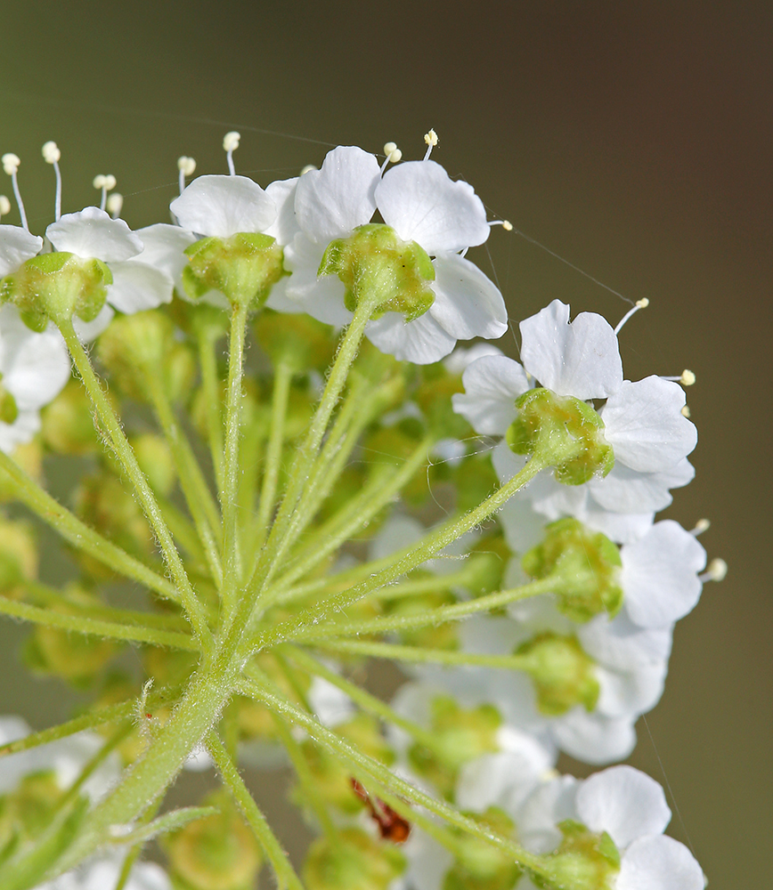 Image of Spiraea media specimen.