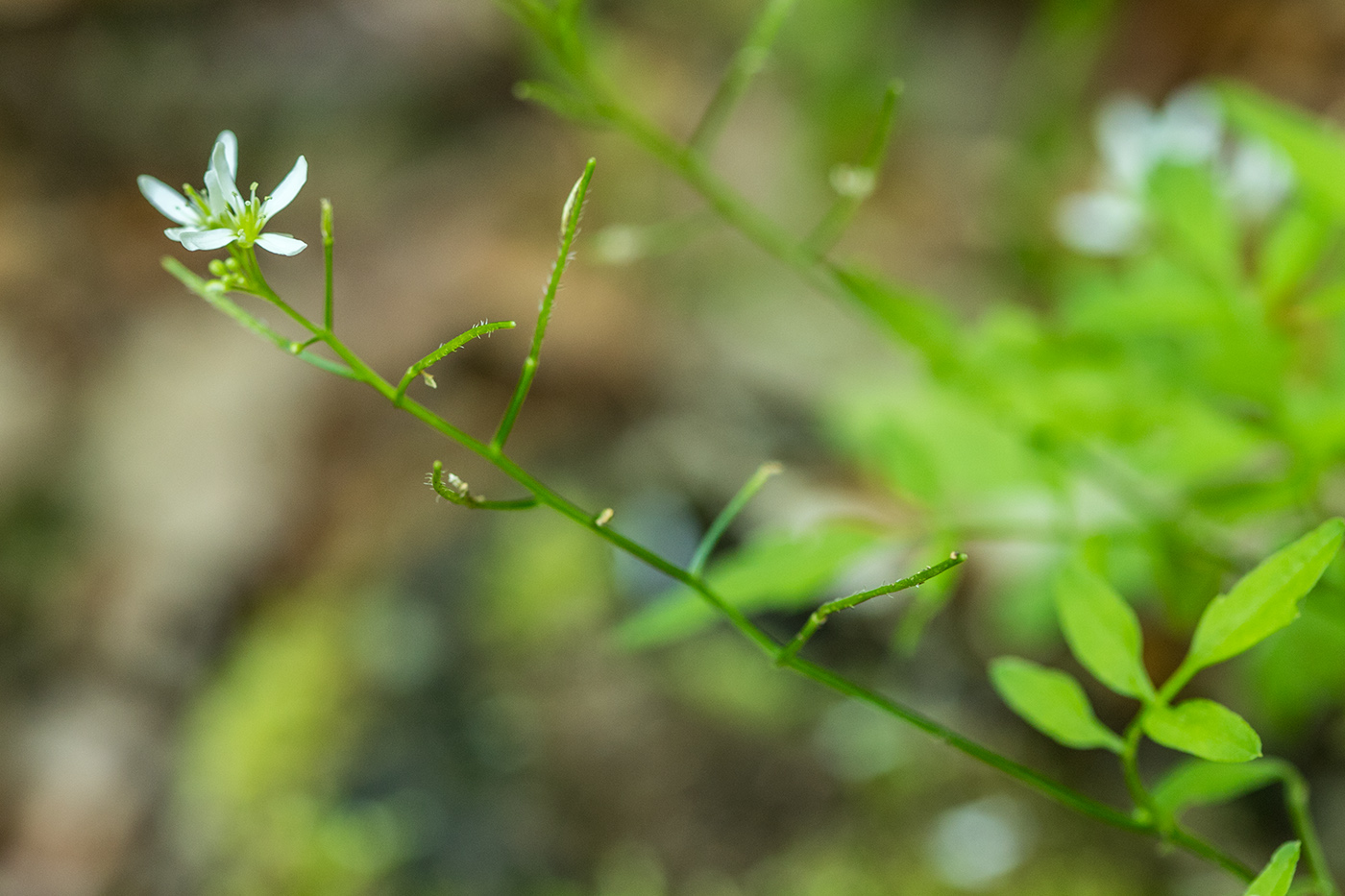 Image of Cardamine pectinata specimen.