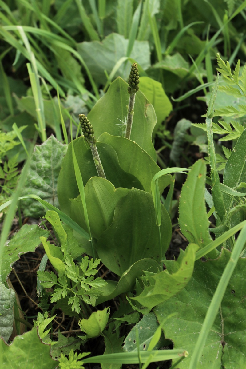 Изображение особи Listera ovata.