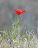 Lilium buschianum. Цветущее растение в росе и с паутиной. Амурская обл., Архаринский р-н, окр. дер. Вольное, пойма р. Архара, сухой луг. 23.06.2023.