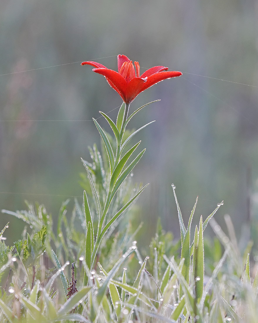 Изображение особи Lilium buschianum.